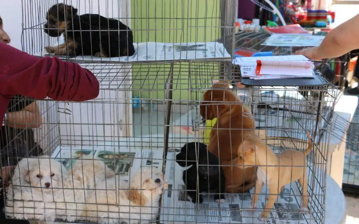 bazar  venta de mascotas (14)